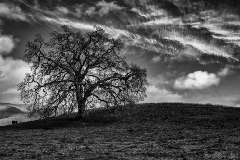 oak-in-winter-carneros-jane_lurie