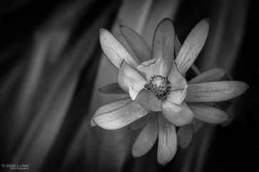 Flower, Close-Up, Fujifilm X-T2, Black and White, Photography