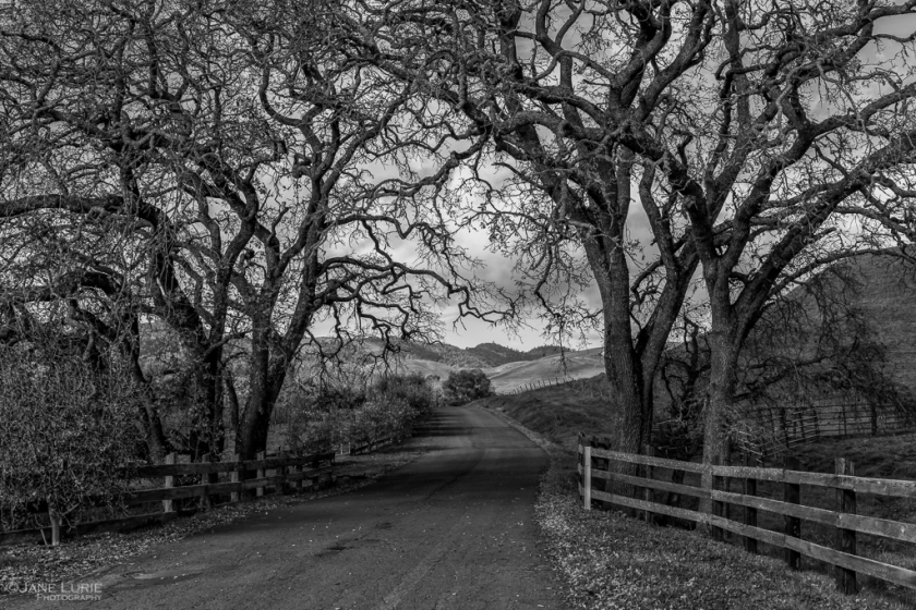 Landscape, Black and White, California, Napa