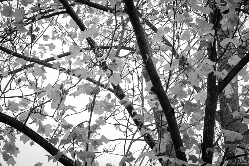 Autumn, trees, black and white, Monochromia, Jane Lurie, Photography