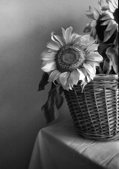 still-life-with-sunflowers