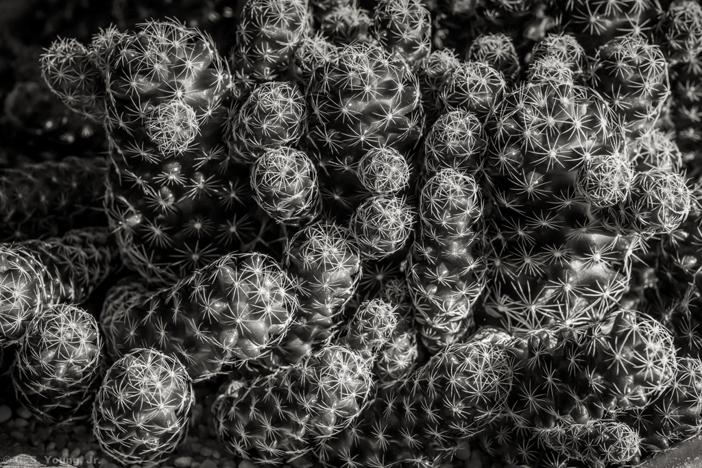 Coryphantha Cacti Composition 1